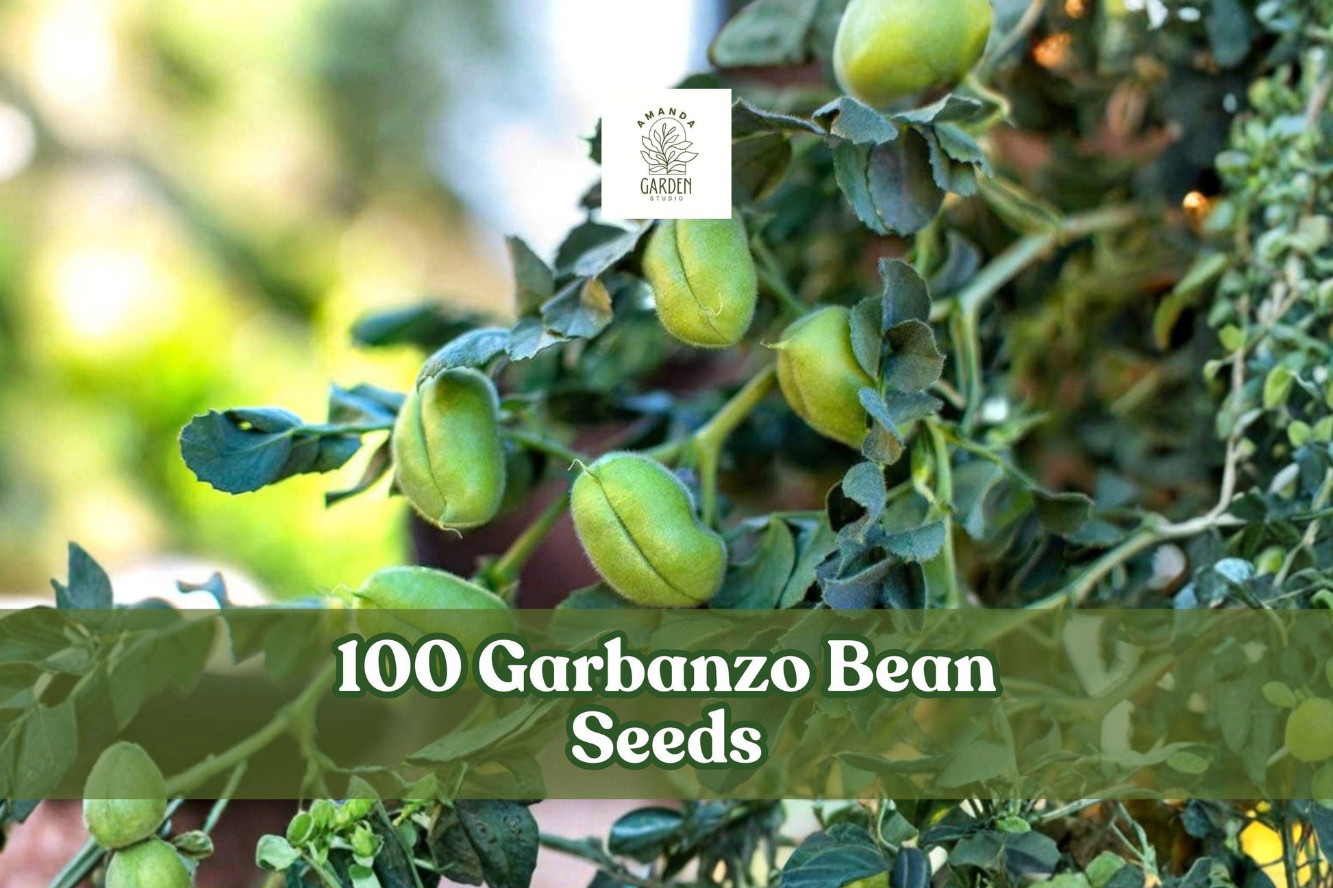 Garbanzo Bean Seeds 100 Pack Edible Chickpea Cicer arietinum for Outdoor Vegetable Gardens, Easy to Grow