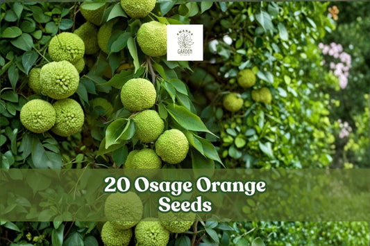 Osage Orange Tree Seeds - 20 Maclura pomifera Hedge Apple for Outdoor Landscaping & Hedging