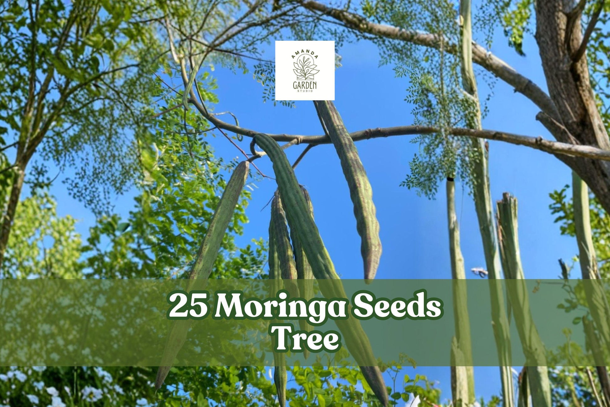 25 Moringa oleifera Seeds - Tree of Life, Fast-Growing Edible Tropical Plant for Garden or Container Cultivation