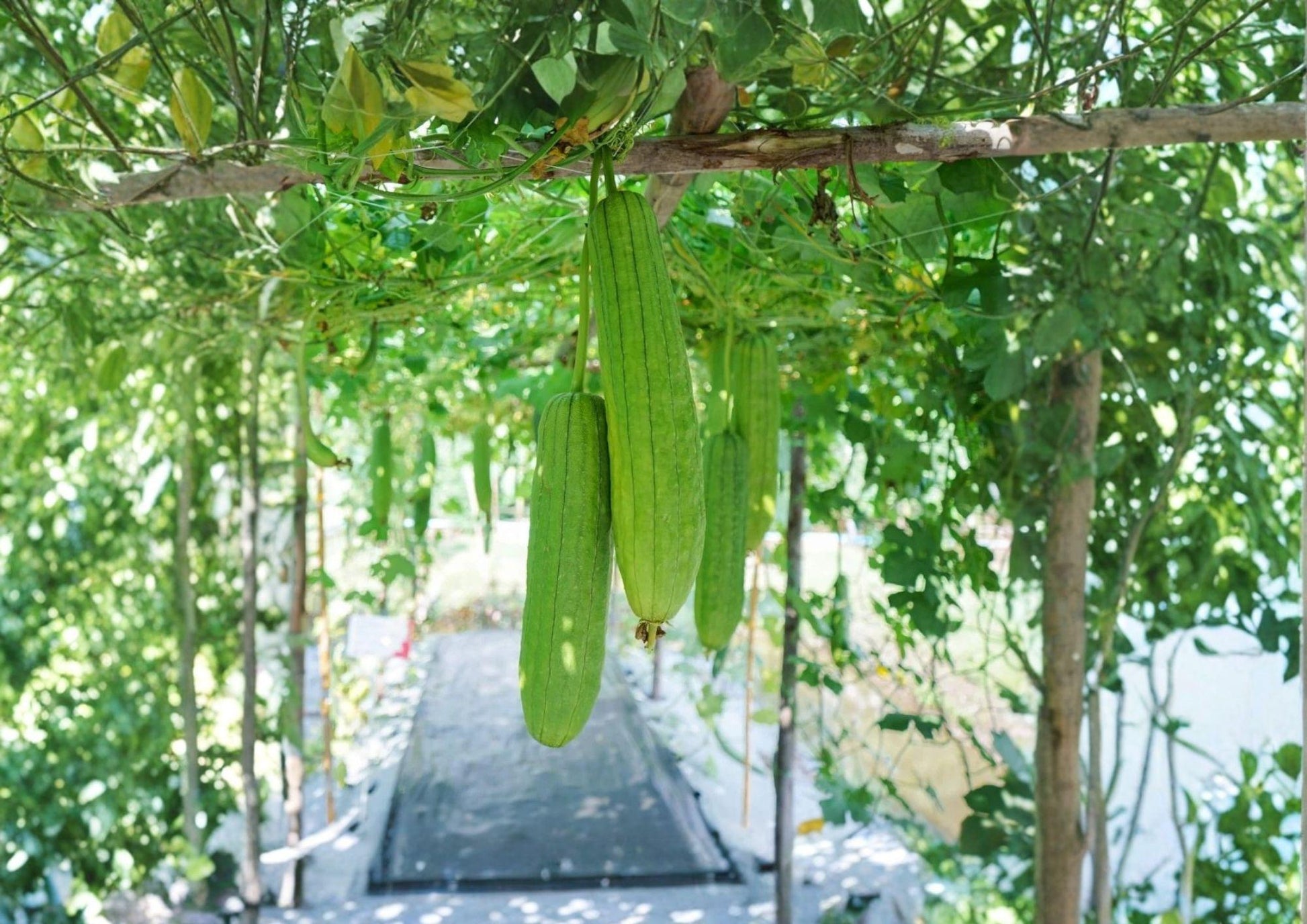 Luffa Gourd Seeds 12L, Loofah Sponge Dishcloth, Rare Heirloom Vegetable Seeds, Climbing Vine, Natural Sponge, Fast Growing Planting