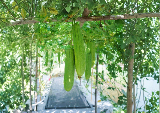 Luffa Gourd Seeds 12L, Loofah Sponge Dishcloth, Rare Heirloom Vegetable Seeds, Climbing Vine, Natural Sponge, Fast Growing Planting