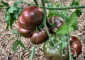 30+ Chefs Choice Purple Tomato Seeds – Heirloom Style, Gourmet Flavor, Dark Slicer Vegetable Seeds for Garden Planting