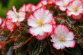 Rum Begonia Seeds | Pelleted, White Red Edge Cocktail Series, Ornamental Flower, Shade Garden Plant