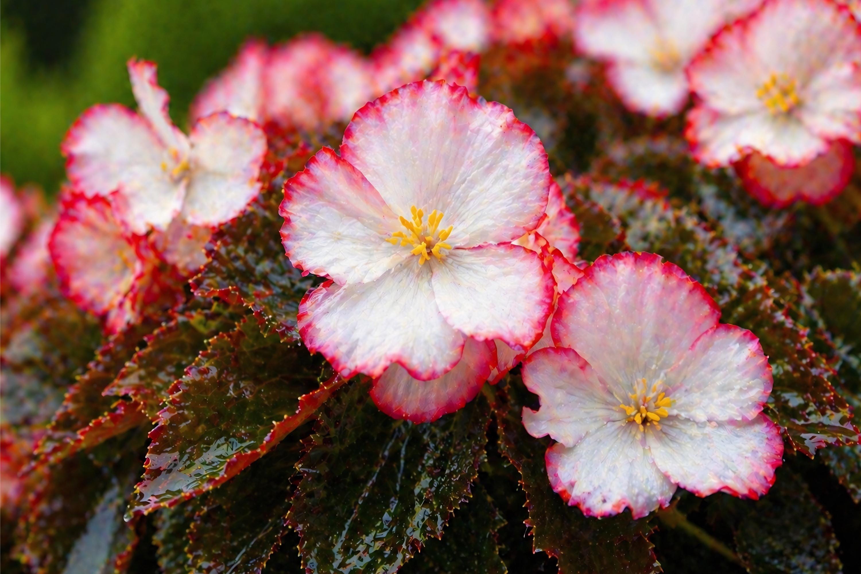 Rum Begonia Seeds | Pelleted, White Red Edge Cocktail Series, Ornamental Flower, Shade Garden Plant