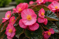 Rose Red Begonia Seeds | Pelleted Flowering Plant | Cocktail Series | Rich Red Blooms & Glossy Foliage