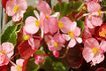 Light Pink Begonia Seeds | Pelleted Cocktail Series Brandy Begonia for Containers & Borders