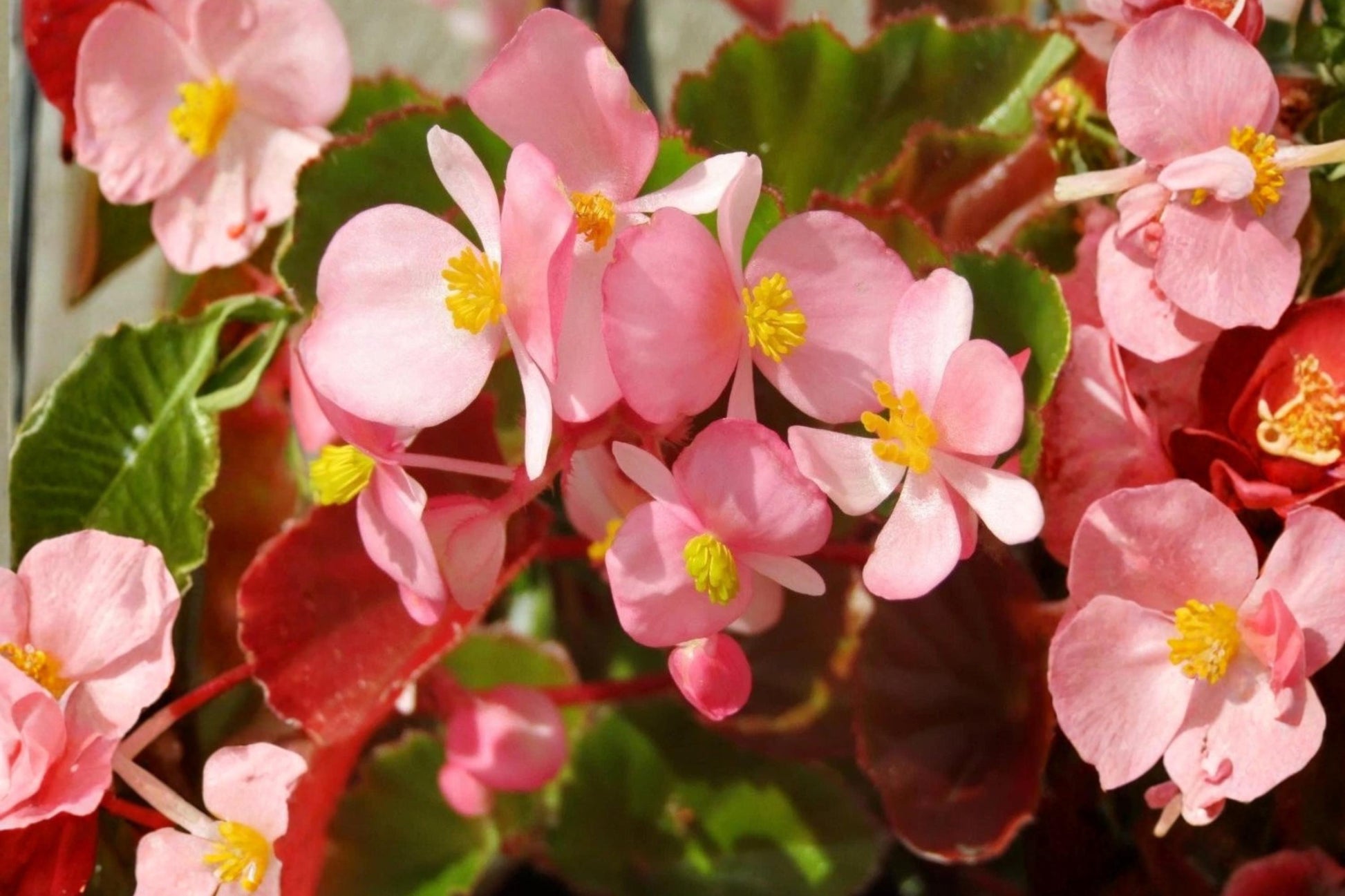 Light Pink Begonia Seeds | Pelleted Cocktail Series Brandy Begonia for Containers & Borders