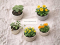 Teacher Appreciation Seed Bundle – Heirloom Non-GMO Garden Set with Wild Ginger, Meadow Arnica, Poppy, Climbing Vine, Golden Ragwort