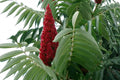 Smooth Sumac Seeds – Rhus glabra Native Shrub for Drought Tolerance, Fall Color & Wildlife Attraction, 10 Seeds