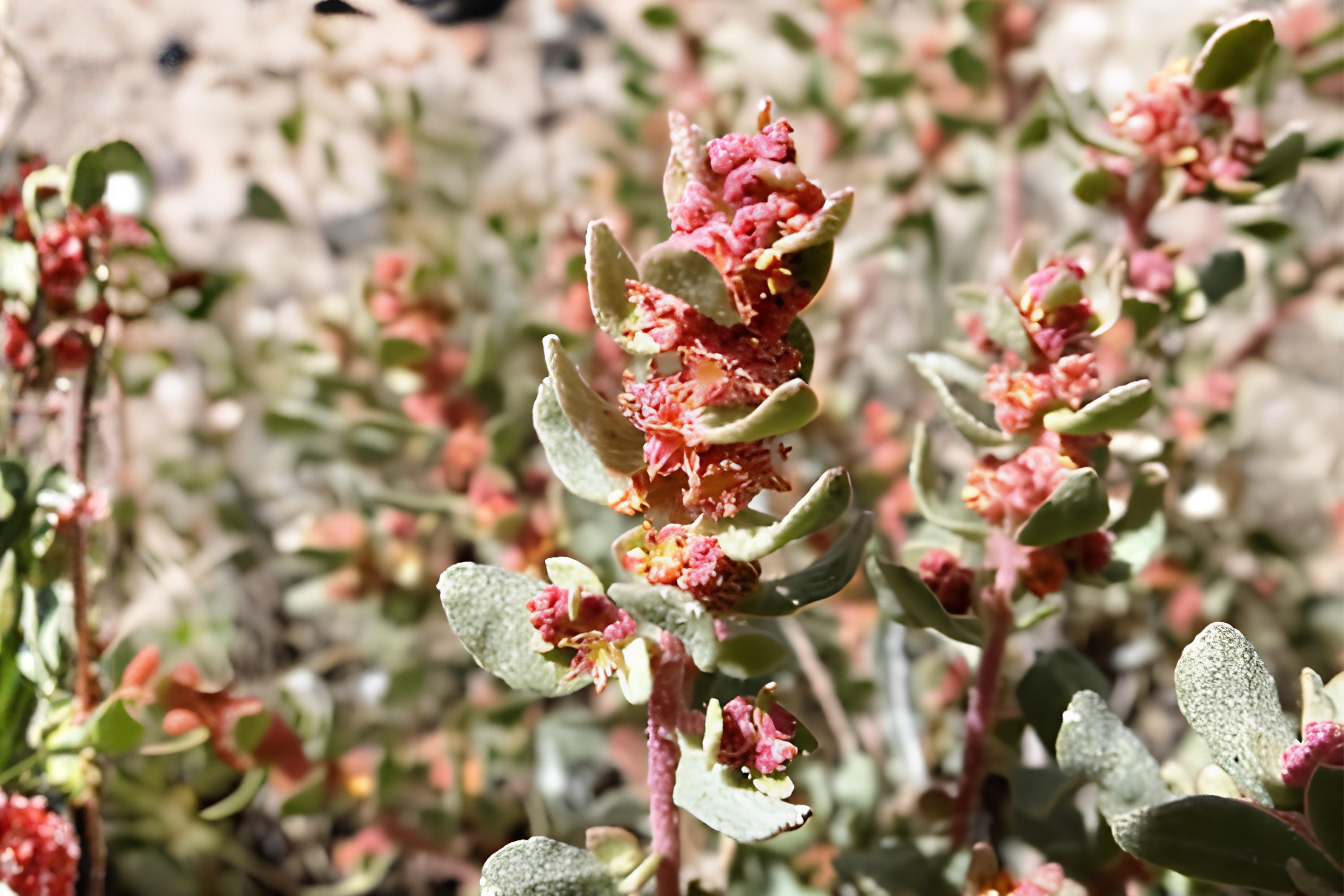 Shadscale Saltbush Seeds (Atriplex confertifolia) – Drought-Tolerant Desert Shrub for Xeriscaping & Land Restoration