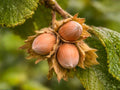 American Hazelnut Bare Root Plant – Edible Nuts, Native Shrub, Corylus americana, 12-24 Inches