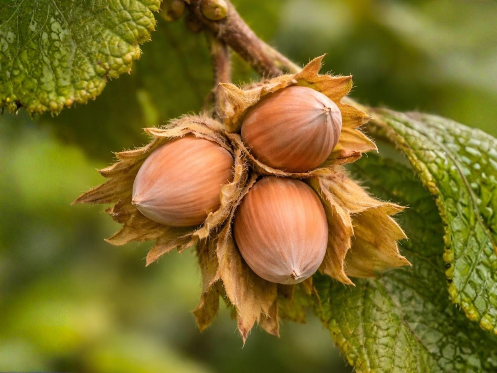 American Hazelnut Bare Root Plant – Edible Nuts, Native Shrub, Corylus americana, 12-24 Inches