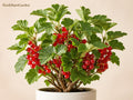 Red Currant Plant - 6-12" Bare Root Edible Berry Shrub Ribes rubrum