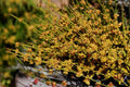 Mormon Tea Seeds | Ephedra viridis Desert Shrub Native Plant for Drought Tolerance & Xeriscaping