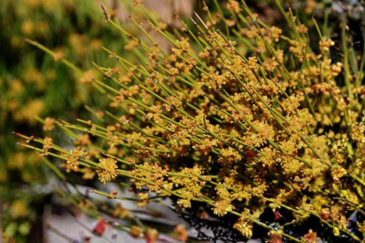 Mormon Tea Seeds | Ephedra viridis Desert Shrub Native Plant for Drought Tolerance & Xeriscaping