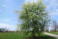 Black Chokecherry Seeds (Prunus virginiana) Native Fruit Shrub for Edible Landscaping & Wildlife Support