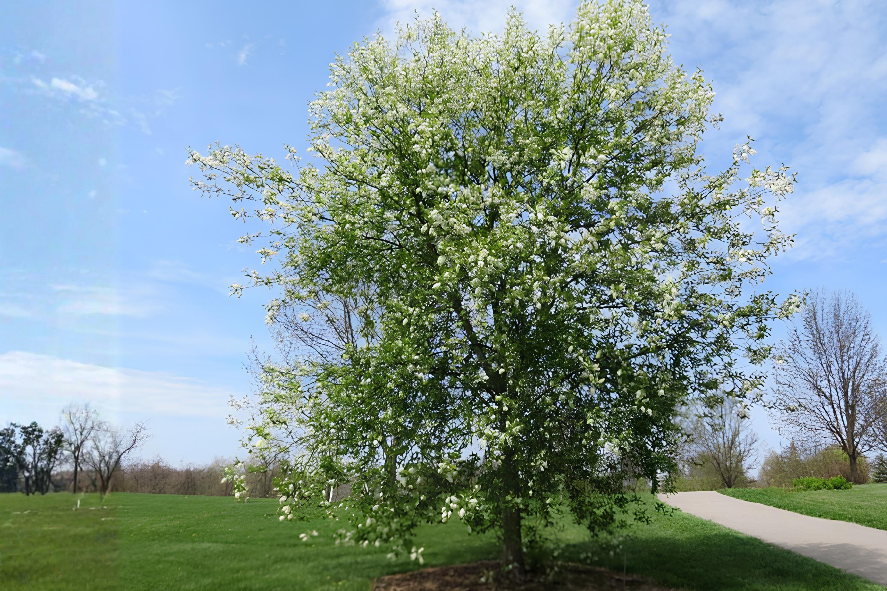 Black Chokecherry Seeds (Prunus virginiana) Native Fruit Shrub for Edible Landscaping & Wildlife Support