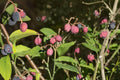 Indian Plum Seeds – Oemleria cerasiformis, Native Deciduous Shrub for Woodland Gardens, Early Spring Blooms