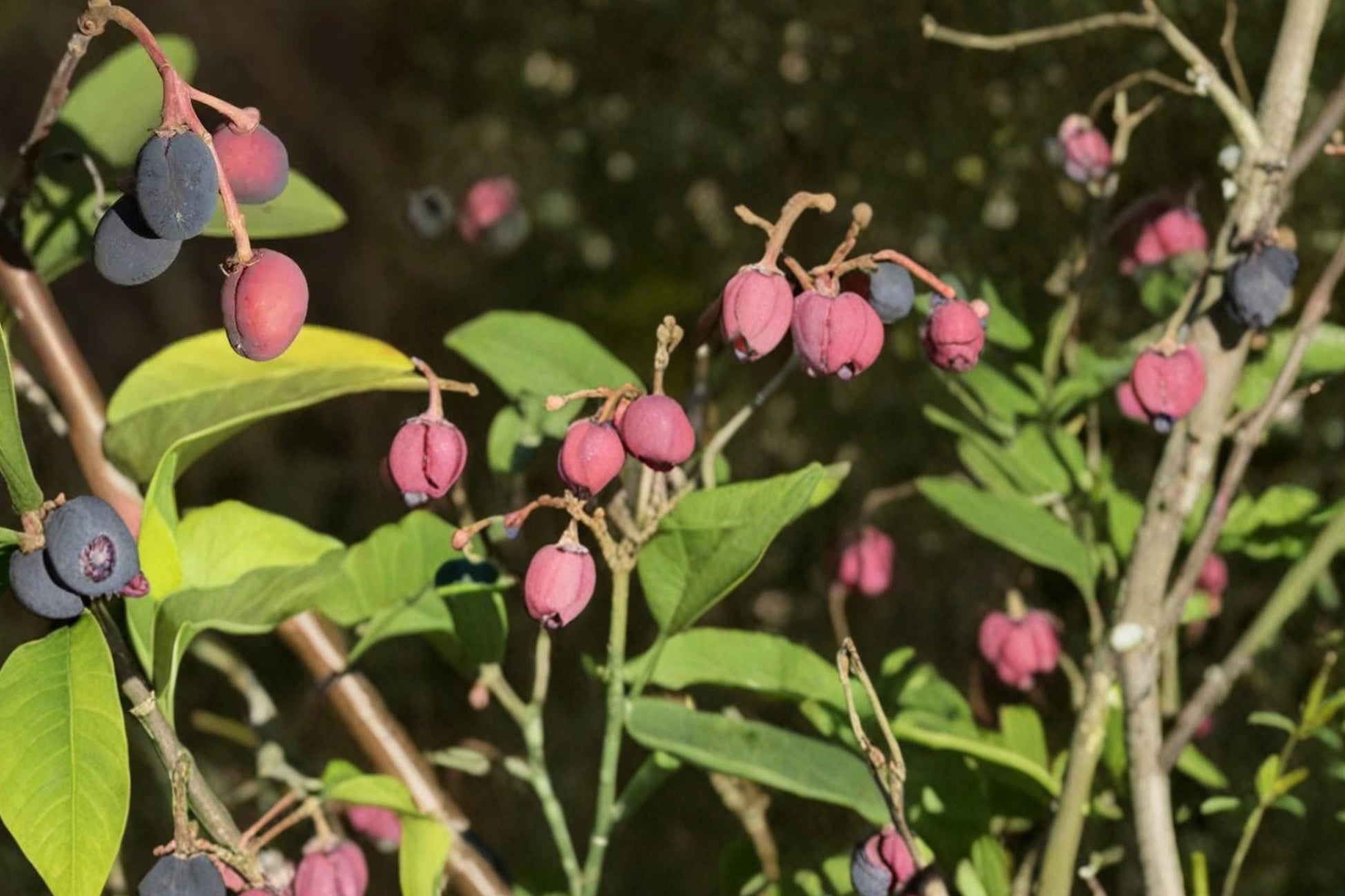 Indian Plum Seeds – Oemleria cerasiformis, Native Deciduous Shrub for Woodland Gardens, Early Spring Blooms