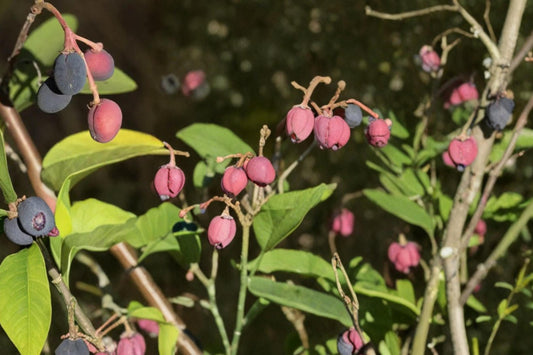 Indian Plum Seeds – Oemleria cerasiformis, Native Deciduous Shrub for Woodland Gardens, Early Spring Blooms