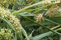 Deflexed Bottlebrush Sedge Seeds, Carex retrorsa, Perennial Grass, Moist Soil, Ornamental Sedge, Native Wetland Plant