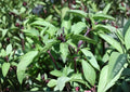 Cinnamon Basil Seeds – Heirloom Herb Seeds for Garden, Culinary, Tea, Pollinator Friendly, Fast Growing, Ocimum basilicum