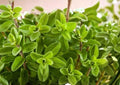 Lemon Basil Seeds 1500+ Organic Non-GMO Herb Seeds for Garden, Ocimum basilicum, Culinary, Aromatic, Heirloom, Tea, Planting