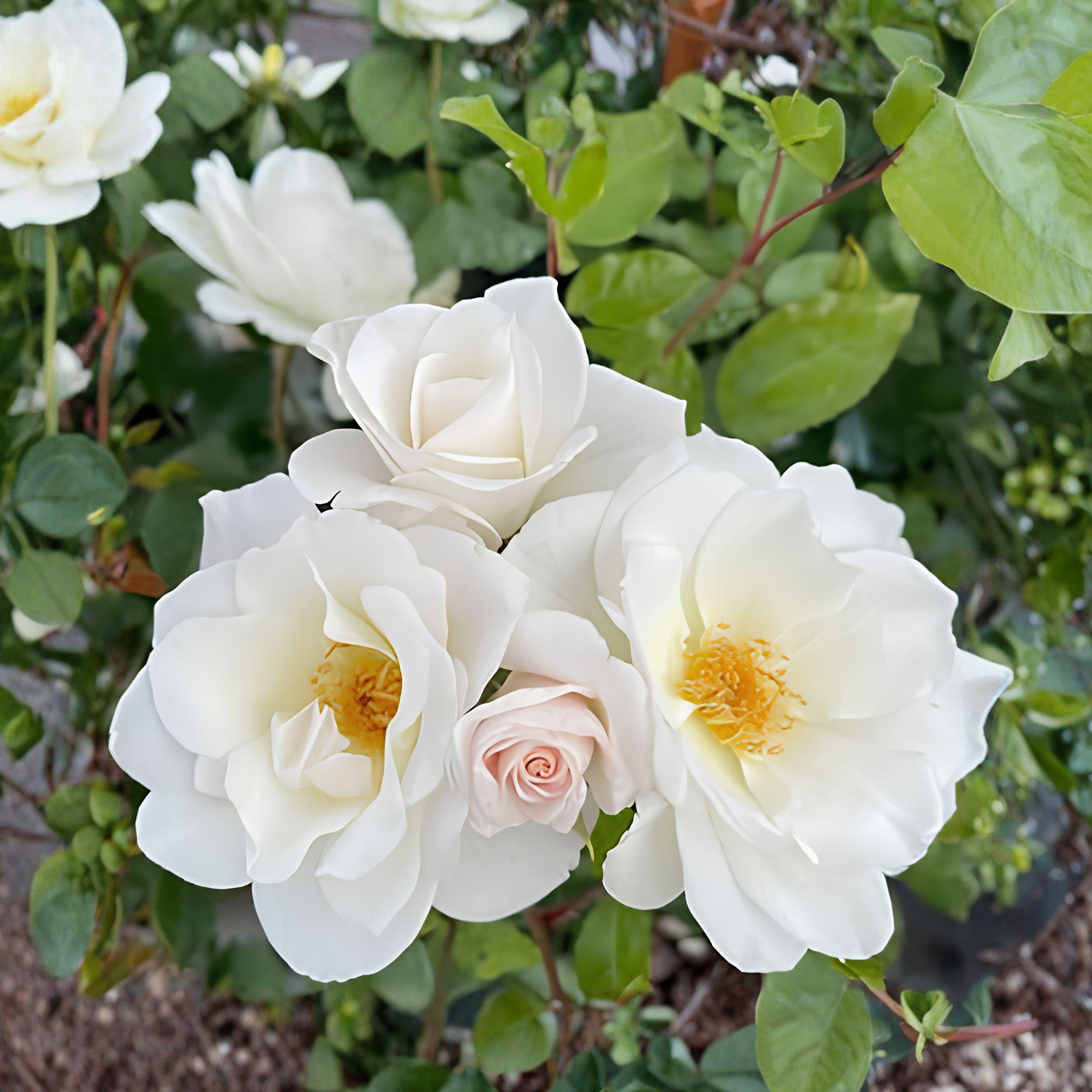 White Climbing Rose Plant Bare Root 1–2 ft Fragrant Flowering Vine for Garden Fences Trellises Rosa multiflora