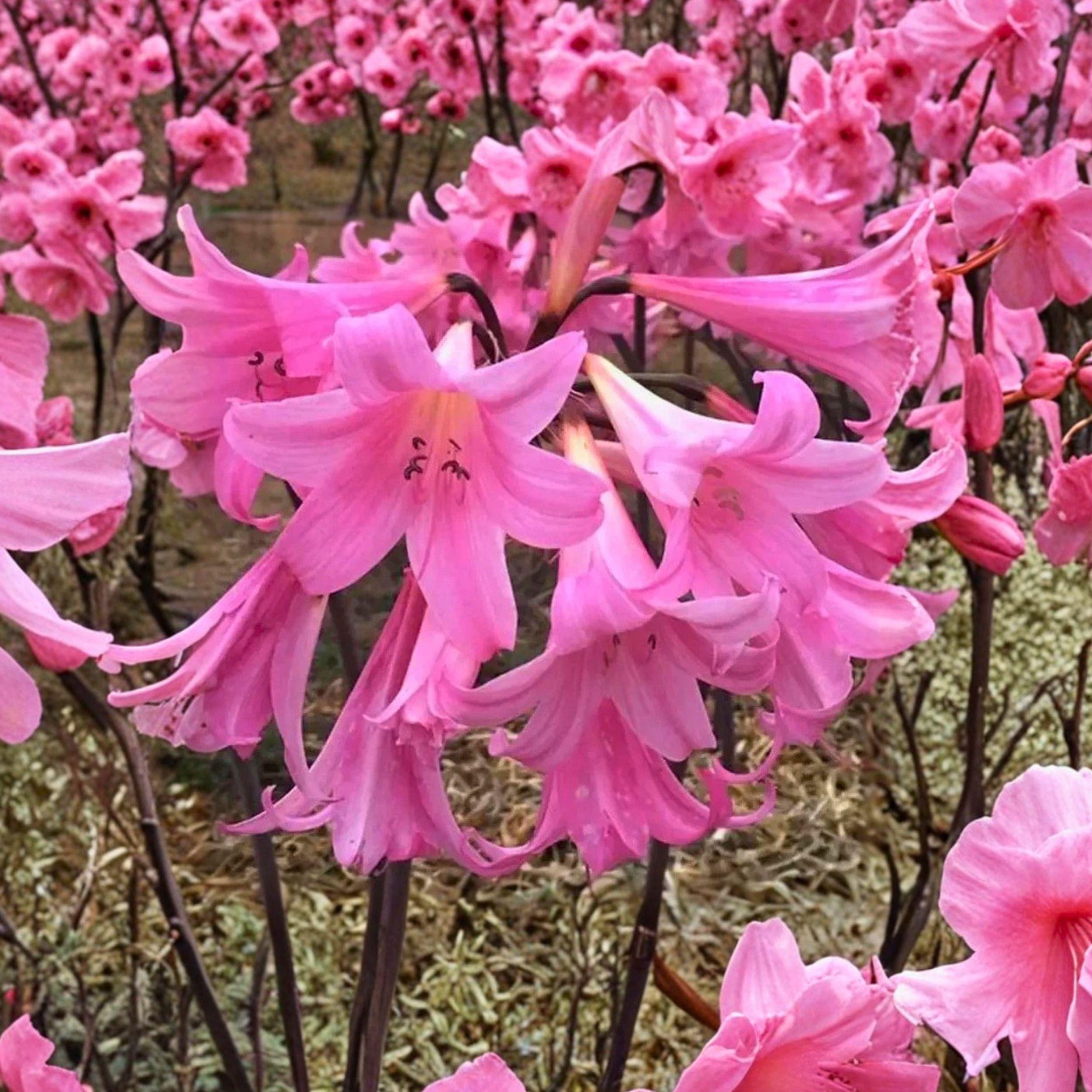 Pink Amaryllis Belladonna Bulbs – Fragrant Naked Lady Flowering Bulbs, 2 Count for Garden Planting
