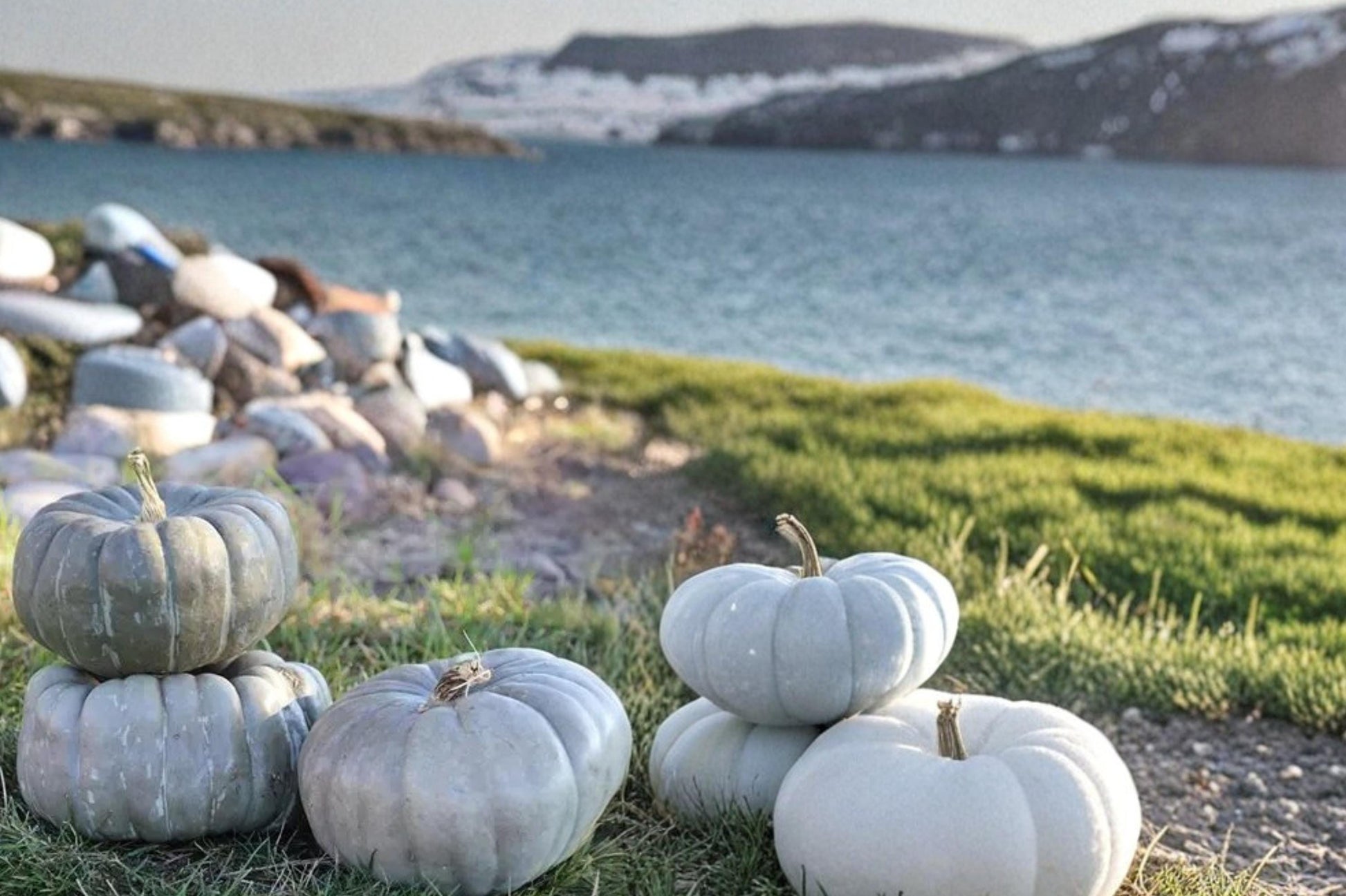 Jade Knight Pumpkin Seeds – Cucurbita maxima, Green Blocky Pumpkin, Vining Vegetable Plant, Fall Garden Seed