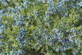 Common Juniper Seeds, Evergreen Shrub, Blue Berries, Juniperus communis, Drought Tolerant, Landscaping & Wildlife Garden Seeds