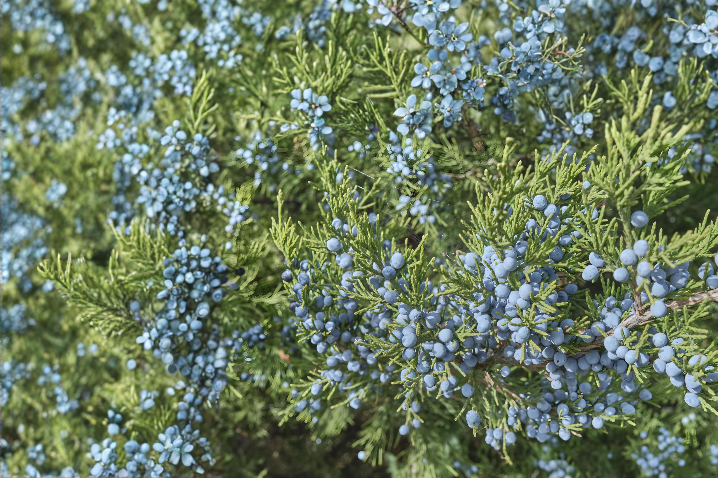 Common Juniper Seeds, Evergreen Shrub, Blue Berries, Juniperus communis, Drought Tolerant, Landscaping & Wildlife Garden Seeds