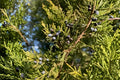 Eastern Red Cedar Seeds, Juniperus virginiana, Native Evergreen Tree, Drought Tolerant, Wildlife Habitat, Landscaping Seeds