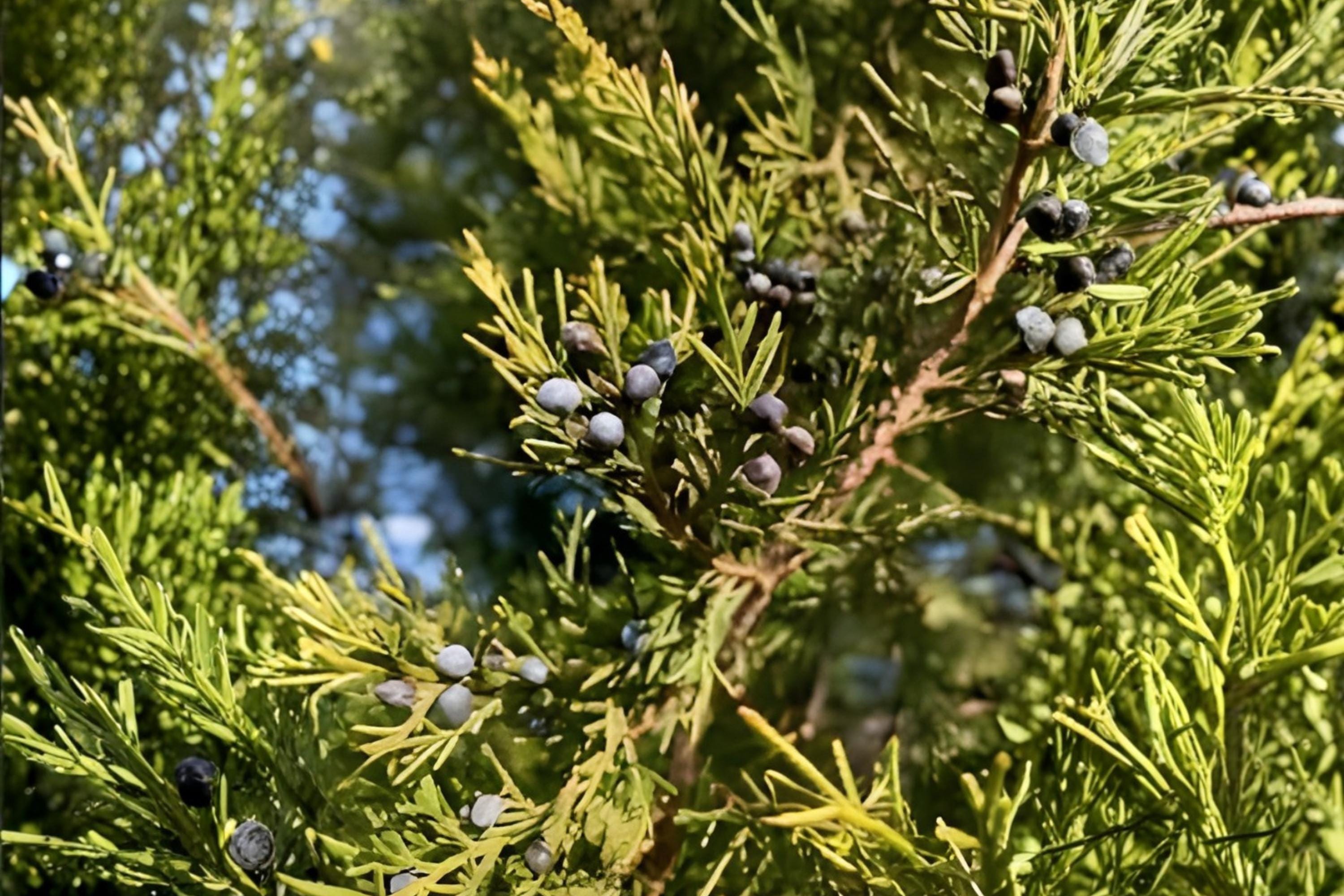 Eastern Red Cedar Seeds, Juniperus virginiana, Native Evergreen Tree, Drought Tolerant, Wildlife Habitat, Landscaping Seeds