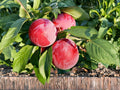 American Plum Tree Bare Root – Native Prunus americana, Edible Fruit, Wildlife Garden Plant, White Flowers, Perennial Shrub