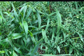 Deertongue Grass Seeds, Panicum clandestinum, Woodland & Shade Tolerant, Perennial Grass for Habitat Restoration & Erosion Control