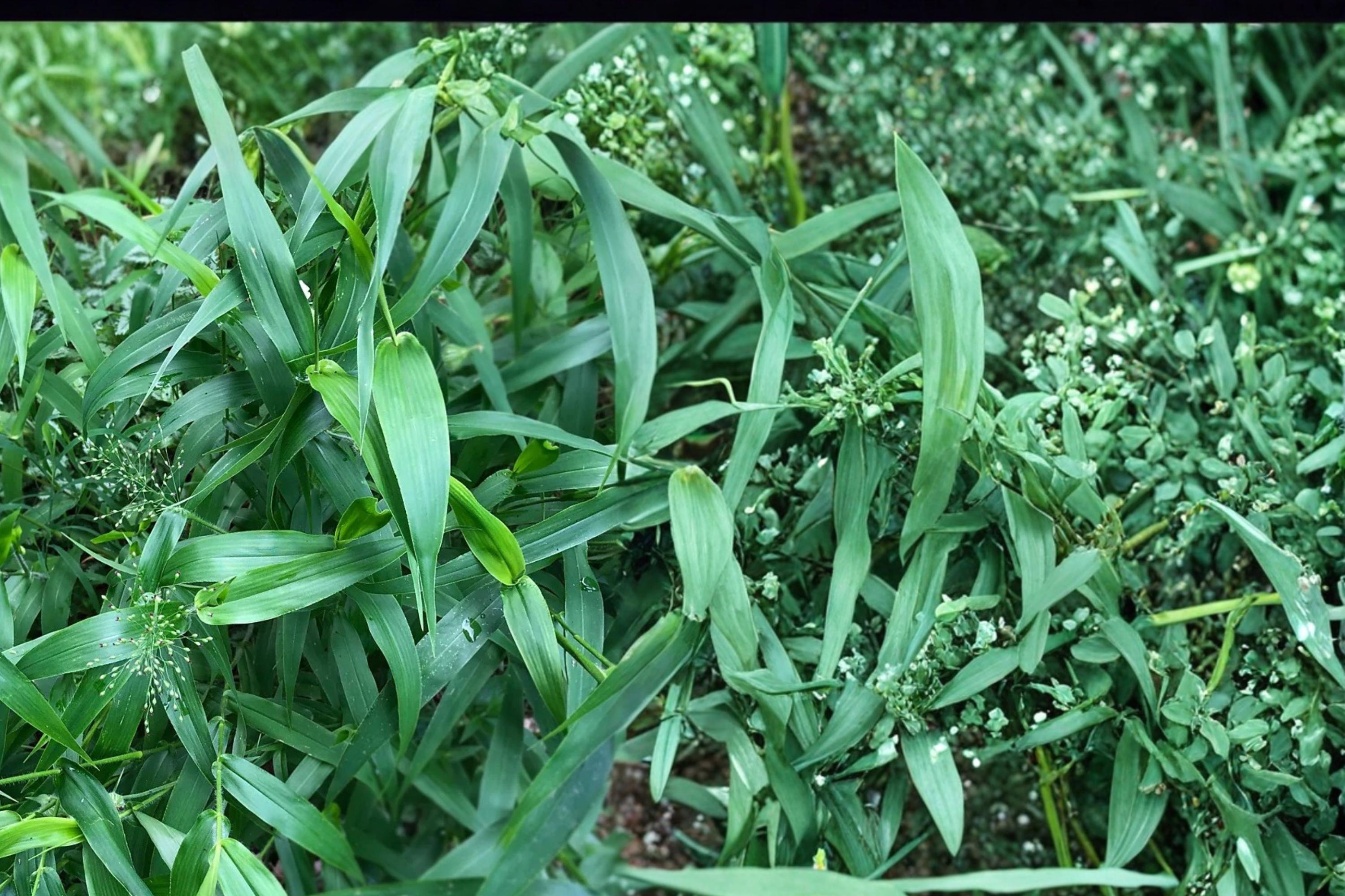 Deertongue Grass Seeds, Panicum clandestinum, Woodland & Shade Tolerant, Perennial Grass for Habitat Restoration & Erosion Control