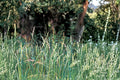 Tall Fescue Grass Seeds – Festuca arundinacea – Durable Cool-Season Perennial Turf & Pasture Seed