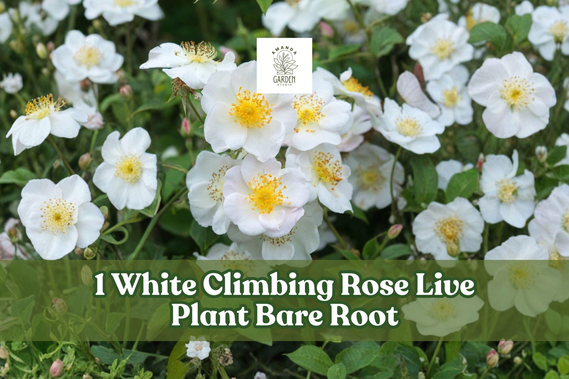 White Climbing Rose Bare Root Plant, Flowering Garden Vine, Rosa spp., White Blooms, Climbing Shrub for Trellis and Fence