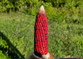 New York Bloody Butcher Corn Seeds – Rare Heirloom, Deep Red Kernels, Flour Grain, High Yield Garden Seeds for Planting