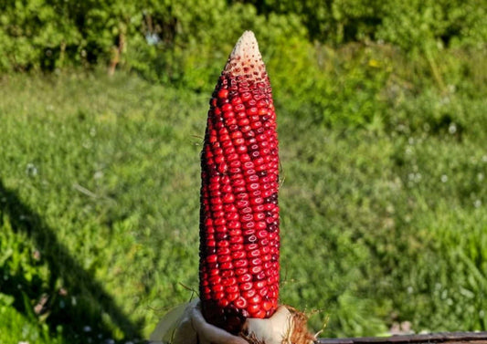 New York Bloody Butcher Corn Seeds – Rare Heirloom, Deep Red Kernels, Flour Grain, High Yield Garden Seeds for Planting