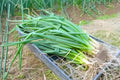 Nebuka Bunching Onion Seeds (Allium fistulosum) – Evergreen White Non-Bulbing Green Onion for Salad, Soup & Cooking, 50 Seeds