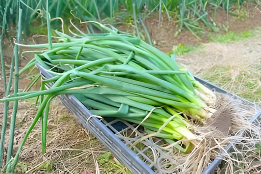 Nebuka Bunching Onion Seeds (Allium fistulosum) – Evergreen White Non-Bulbing Green Onion for Salad, Soup & Cooking, 50 Seeds