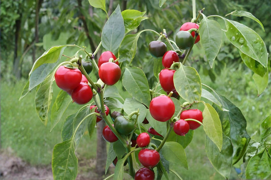 Large Red Cherry Pepper Seeds – Capsicum annuum, Spicy Red Fruits, Perfect for Stuffing & Pickling, Hot Pepper Seeds for Home Gardens