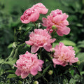 Sarah Bernhardt Peony Root | Fragrant Pink Perennial Garden Plant | Paeonia lactiflora | Heirloom, Cold-Hardy, Deer-Resistant