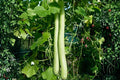 Cucuzzi Gourd Seeds 10 Pack | Italian Edible Vine Lagenaria Siceraria for Mediterranean Cooking