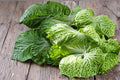 Chinese Cabbage Seeds – Brassica rapa ‘Kogane’ for Salad, Stir-Fry & Garden Growth