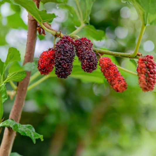 Illinois Everbearing Mulberry Fruit Tree Starter – Morus alba, 3-15 Inch Live Plant for Garden & Container Cultivation