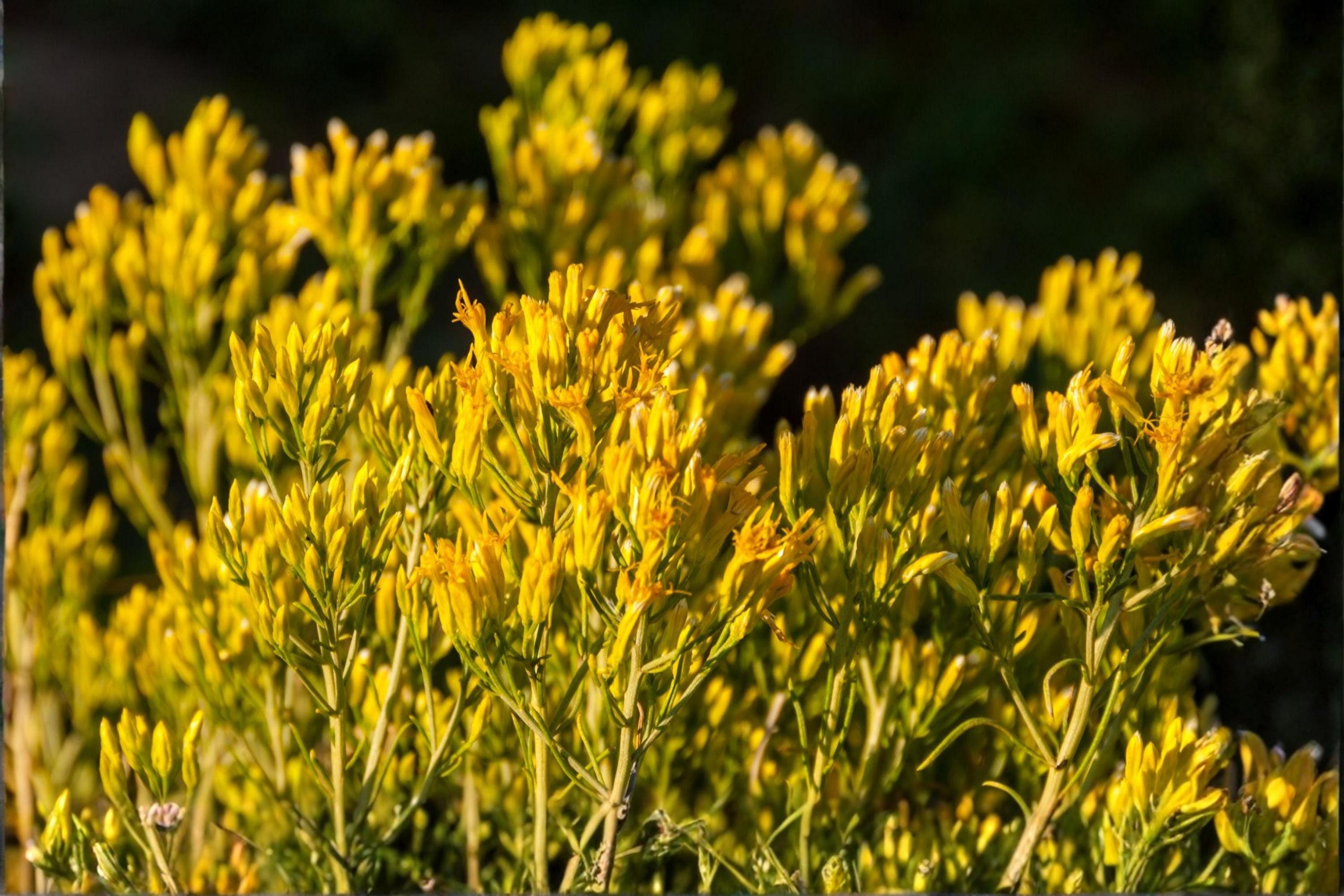 Rubber Rabbitbrush Seeds, Native Ericameria nauseosa, Drought-Tolerant Shrub for Xeriscaping & Wildlife Gardens
