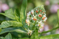 Sweet White Mignonette Seeds, Fragrant Reseda Flower, Heirloom, Reseda odorata, Cottage Garden, Pollinator-Friendly